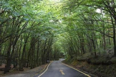 İstanbul'da orman yangınlarına karşı sıkı önlem: 4 ay boyunca bu aktiviteler yasak