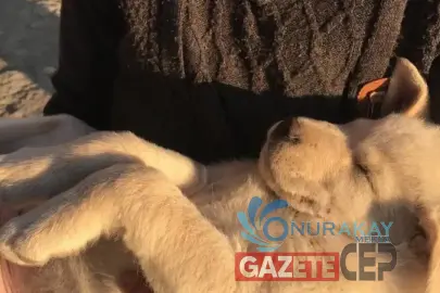 Yaz Sıcaklarında Evcil Dostlarınızı Serin Tutmanın 10 Altın Kuralı