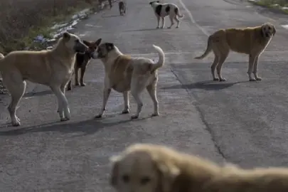 İstanbul Valiliği: Sokak hayvanları toplama çalışmaları hızlandırılsın