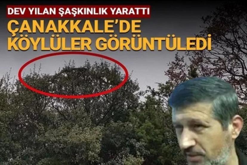 Çanakkale'de dev yılan panik yarattı: 8 metrelik yılan ağaca tırmandı!