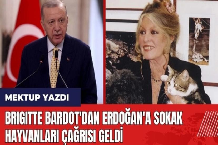 Erdoğan'a sokak hayvanları ile ilgili bakın kim mektup yazdı?