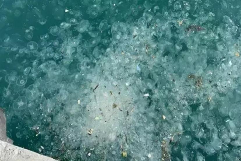 İstanbul Boğazı alarm veriyor: Denizanası istilası balıkçıları isyana sürükledi!