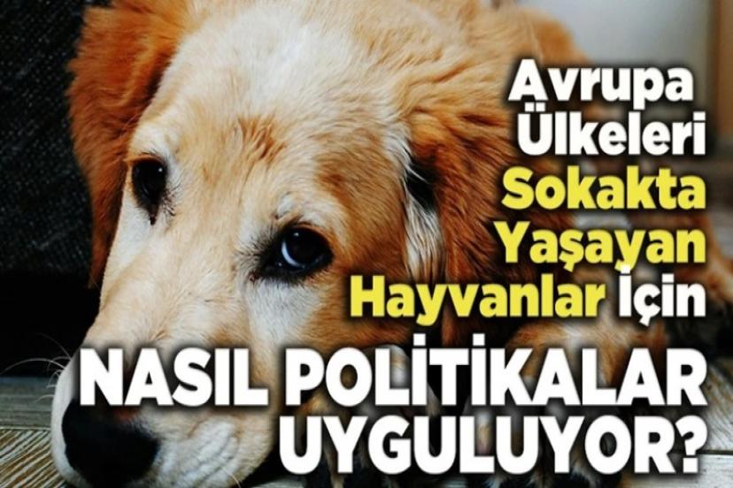 Avrupa sokak hayvanları için nasıl önlemler alıyor?