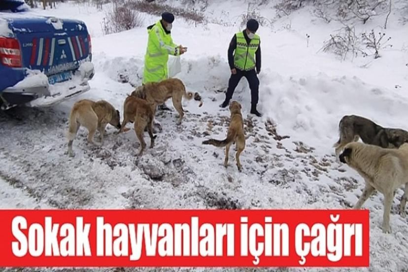 Sokak hayvanları için örnek proje ve iş dünyasına çağrı!