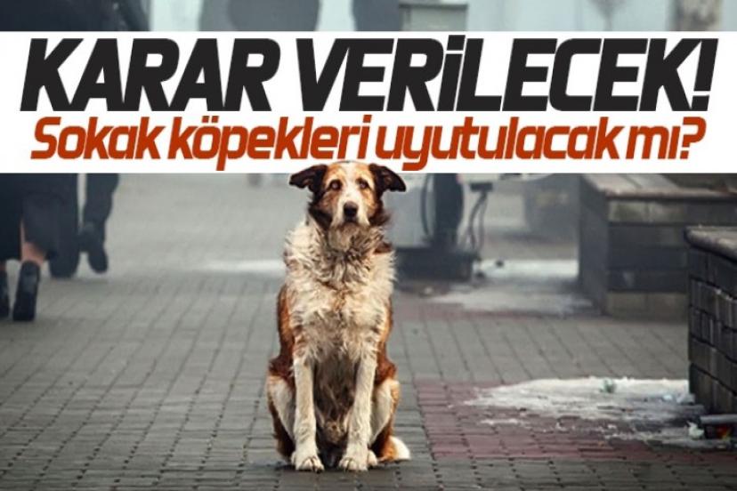 Sokak hayvanları uyutulacak mı? Yasa taslağı Erdoğan'a geldi!