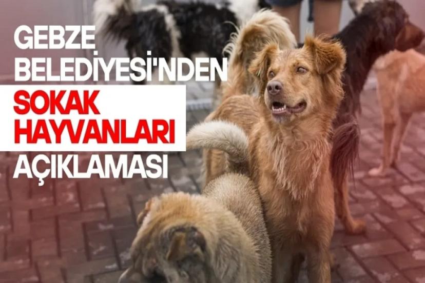 Türkiye'yi ayağa kaldırdı! Gebze'deki hayvanlarla ilgili açıklama geldi!